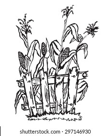 Corn field behind fence