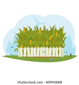 corn field behind a white fence. corn farm. vector.