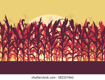 Corn field evening or morning light landscape vector background