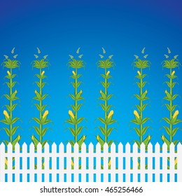 Corn field and fence in front of a blue sky.Vector illustration