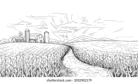 Corn field. Hand drawn agricultural engraving with summer and autumn maize cobs. Farm house and silos. Black and white farmland sketch. Sunrise rustic panorama. Vector nature landscape
