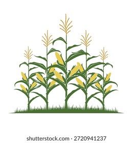 Ilustración de campo de maíz aislado sobre fondo blanco