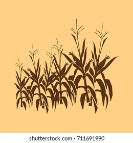 corn field illustrations with vector , vintage style silhouettes, both used to describe corn crops and corn farming fields and to describe corn harvest.