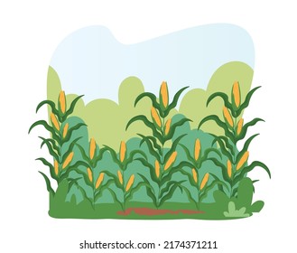 Corn Field Landscape. Farm Land with Ripe Maize Plants Ready for Harvesting. Autumnal Harvest, Crop at Countryside or Village. Agriculture, Nature, Plantation with Nobody. Cartoon Vector Illustration