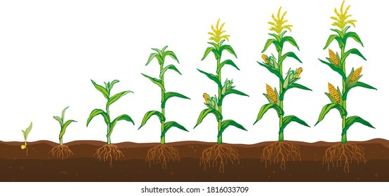 Corn in the field stages of growth