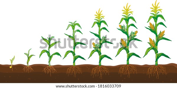 Corn Field Stages Growth Stock Vector (royalty Free) 1816033709 