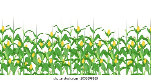 corn field vector isolated on white background