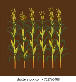 corn fields vector illustration