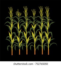 corn fields vector illustration in black background