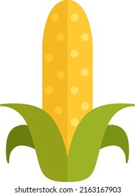 Corn flat icon. Maize symbol. Farm plant