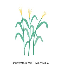 Corn. Flat vector illustration on white background. Gardening and healthy food concept for poster, banner