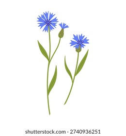 Corn flower knapweed clipart. Delicate bluebottle field wildflower hand drawn vector illustration. Botanical spring summer nature cornflower element. Hand drawn flat floral blossom for garden wedding.