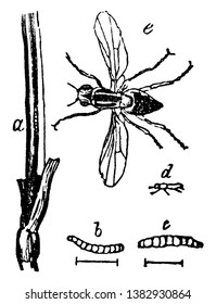 Corn Fly which is pretty scarce for insects, vintage line drawing or engraving illustration.