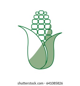 corn food grain