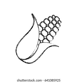 corn food grain