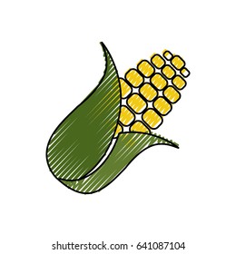 corn food grain