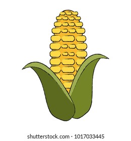 Corn food isolated