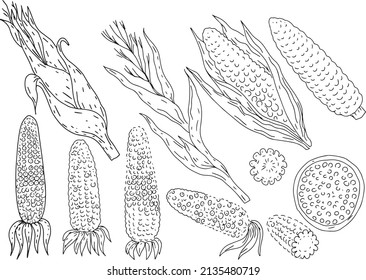 Corn food kachan leaves plant oil products harvest graphic illustration engraving hand drawn set isolated on white background