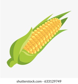 corn fresh and healthy vegetable