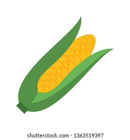 Corn fresh vegetable