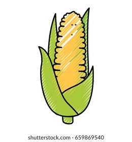 Corn fresh vegetable