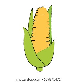 Corn fresh vegetable