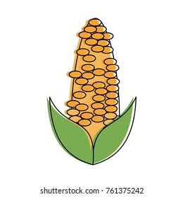 Corn fresh vegetable