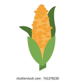 Corn fresh vegetable