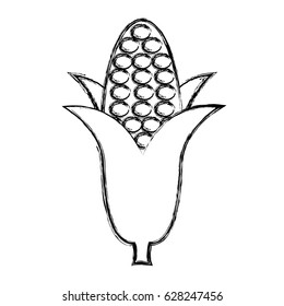 corn fresh vegetable icon