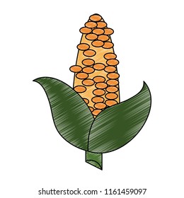 Corn fresh vegetable scribble