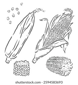 corn fruit illustration with four images with unique sketch design