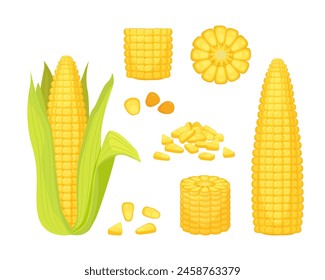 corn. golden corn, natural vegetables bunch of corns collection, summer farm harvest vegetation, healthy yellow organic corns set. vector cartoon set with isolated objects.