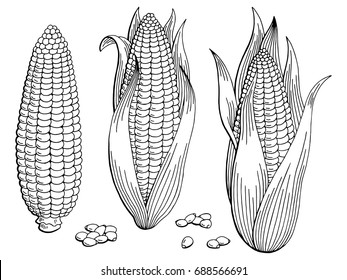 Corn graphic black white isolated sketch illustration vector