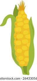 Corn with green husk.For food designs, farming themes, and healthy eating concepts.