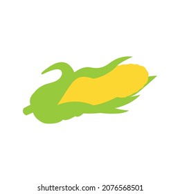 Corn in green husk isolated on a white background. sweet corn.
