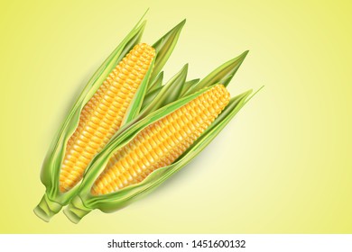 Corn with green leaf ads, isolated on solid color background. Realistic vector in 3d illustration.