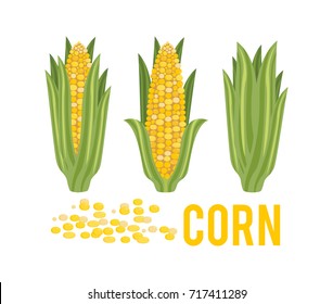 Corn with green leaves. Vegetarian cuisine vegetable and agriculture ripe harvest. Sweet corn cob maize for grocery store, farmer market design.