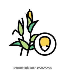 corn groat color icon vector. corn groat sign. isolated symbol illustration