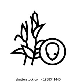 corn groat line icon vector. corn groat sign. isolated contour symbol black illustration