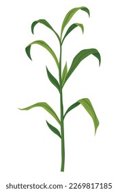 Corn growing stage. Maize growth plant isolated on white background. Farm plant evolving, development stage. Planting process