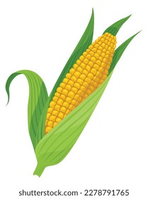 Corn growing stage. Maize growth plant isolated on white background. Farm plant evolving, development stage. Planting process