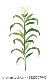 Corn growing stage. Maize growth plant isolated on white background. Farm plant evolving, development stage. Planting process