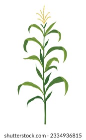 Corn growing stage. Maize growth plant isolated on white background. Farm plant evolving, development stage. Planting process