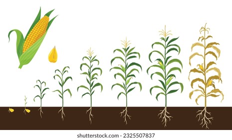 Corn growing stages. Maize growth from grain to fruit-bearing plant isolated on white background. Farm plant evolving, development stage. Planting process