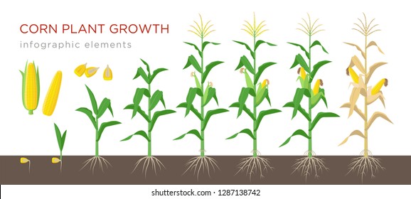 Corn growing stages vector illustration in flat design. Planting process of corn plant. Maize growth from grain to flowering and fruit-bearing plant isolated on white background. Ripe corn and grains.