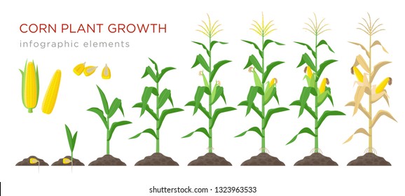 Corn growing stages vector illustration in flat design. Planting process of corn plant. Maize growth from grain to flowering and fruit-bearing plant isolated on white background. Ripe corn and grains