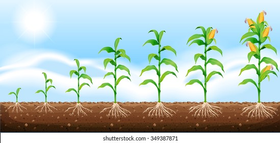 Corn growing from underground illustration