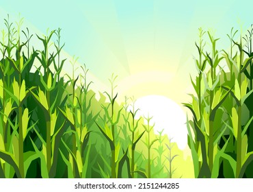 Corn grows in field. Harvest agricultural plant. Food product. Farmer farm illustration. Dense thickets. Rural summer field landscape. Vegetable garden cultivation. Vector.