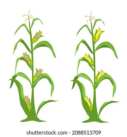 The corn grows in the field. Plant and branches of corn. Vector illustration isolated on white background.
