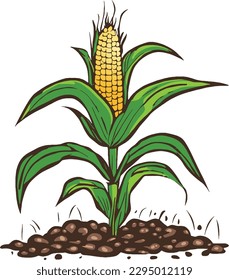 corn grows on a stalk in the ground vector drawing yellow ripe corn